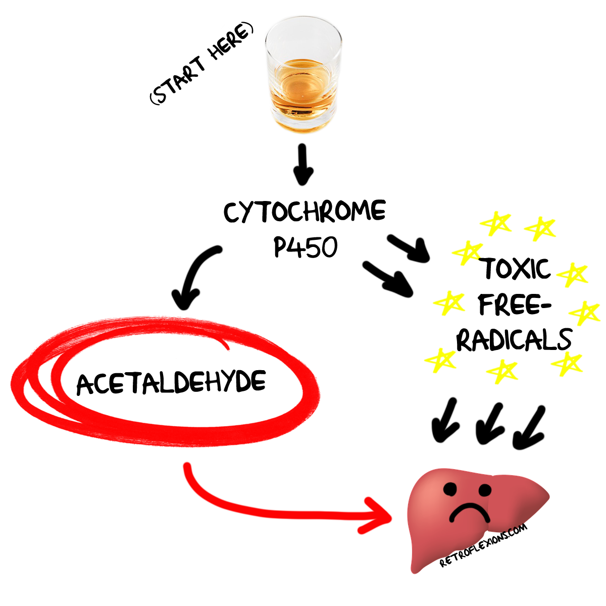 » How exactly does alcohol cause liver problems?